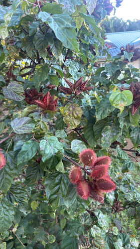 Urucum de Flores Brancas