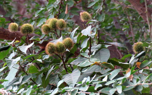 Urucum de Flores Brancas
