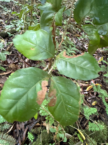 Ingá-mirim