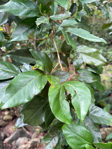 Ingá-mirim