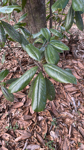 Magnólia de Flor Gigante Branca