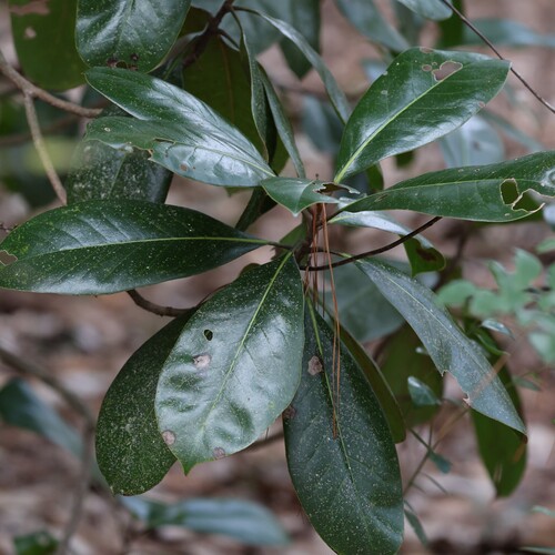 Magnólia de Flor Gigante Branca