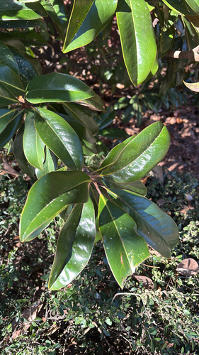Magnólia de Flor Gigante Branca