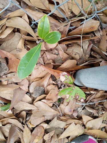 Magnólia de Flor Gigante Branca