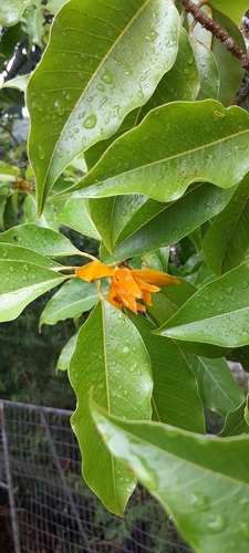 Magnólia Amarela (Joy Perfume)