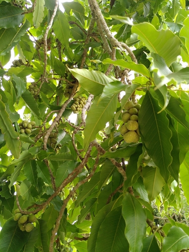 Magnólia Amarela (Joy Perfume)