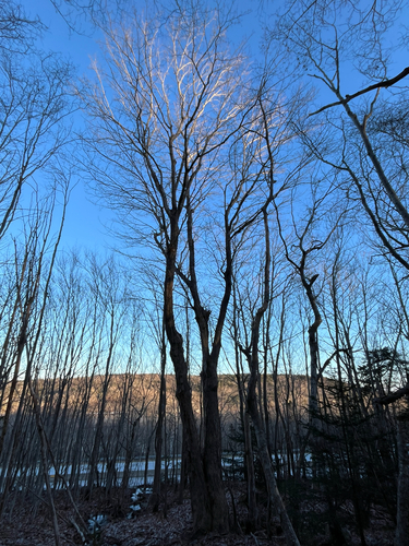 Bordo-açucareiro (Sugar Maple)