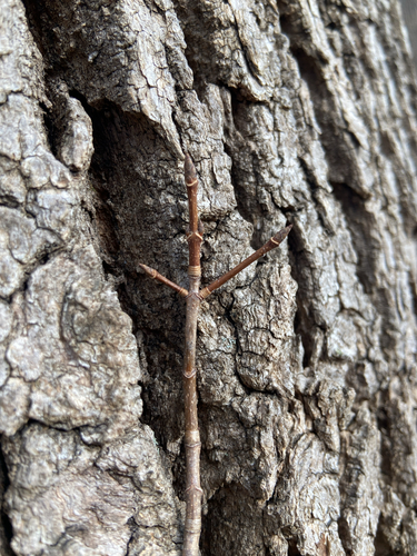 Bordo-açucareiro (Sugar Maple)