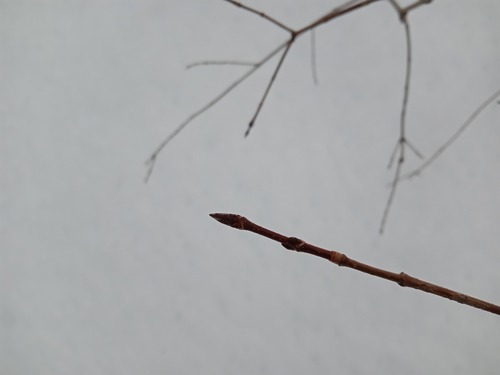 Bordo-açucareiro (Sugar Maple)