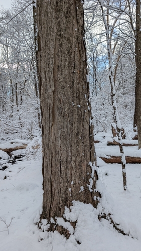 Bordo-açucareiro (Sugar Maple)