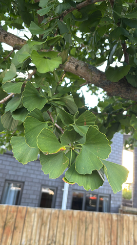Ginkgo Biloba Cônico Fastigiata