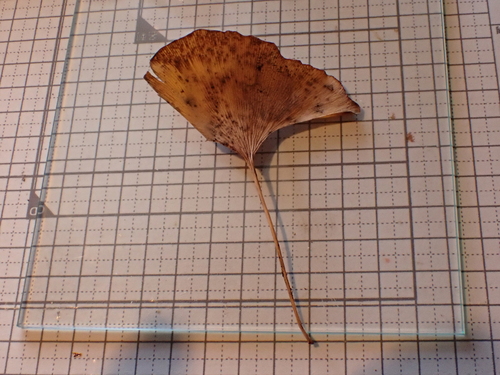 Ginkgo Biloba Cônico Fastigiata