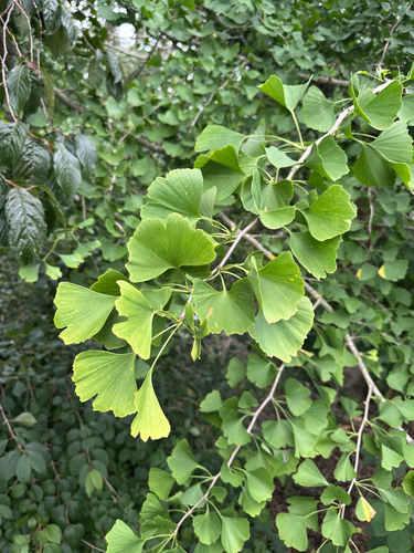 Ginkgo Biloba Cônico Fastigiata