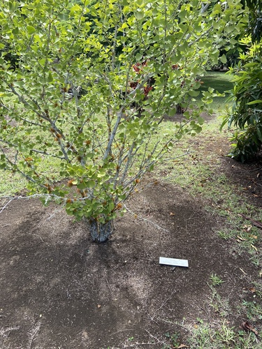 Ginkgo Biloba Cônico Fastigiata