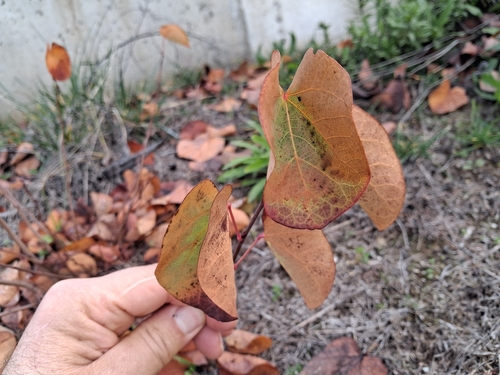 Árvore de Judas (Cercis)