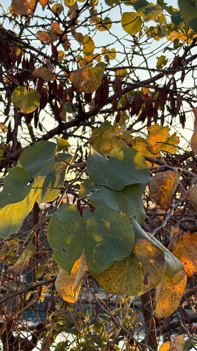 Árvore de Judas (Cercis)