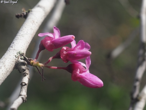 Árvore de Judas (Cercis)