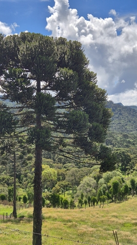 Araucária (Pinheiro do Paraná)