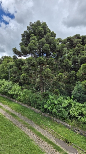 Araucária (Pinheiro do Paraná)