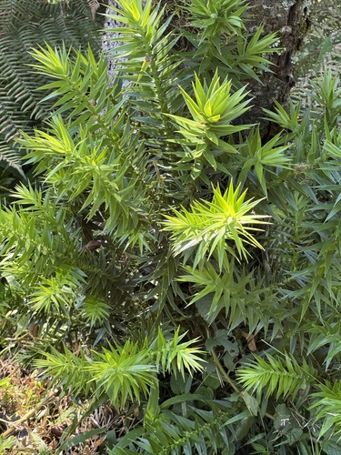 Araucária (Pinheiro do Paraná)
