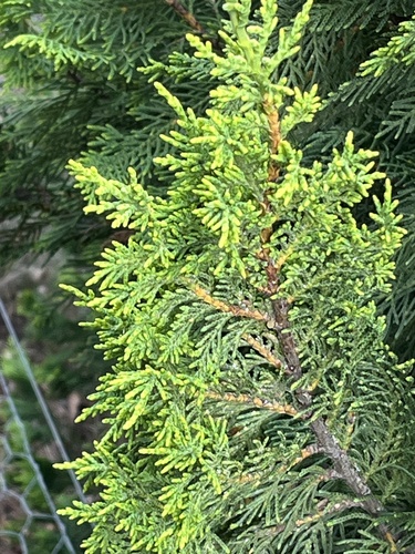 Cipreste de Monterey Dourado