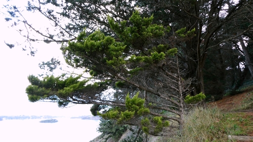 Cipreste de Monterey Dourado