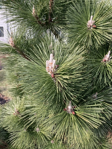 Pinheiro Negro Japonês para Bonsai