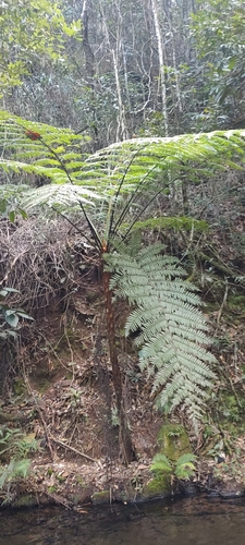Samambaiaçu (Xaxim de Tronco)
