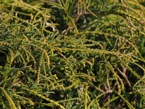 Cipreste Sawara Dourado
