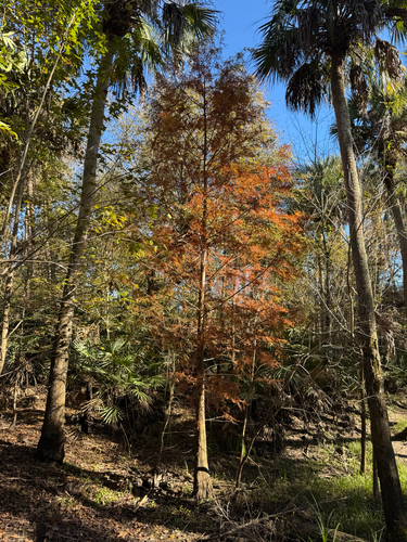 Cipreste dos Pântanos Bald Cypress