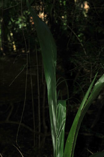 Palmeira Jerivá Nativa