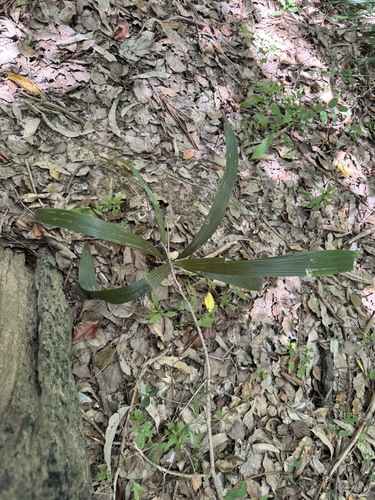Palmeira Jerivá Nativa