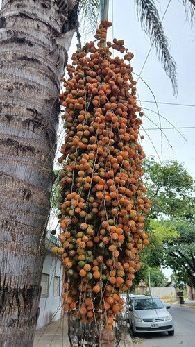 Palmeira Jerivá Nativa