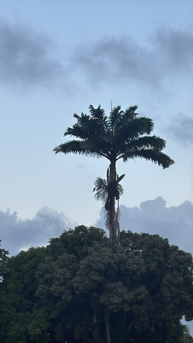 Palmeira Imperial Clássica