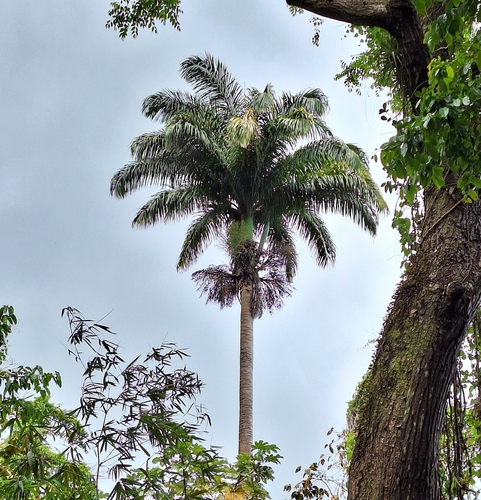 Palmeira Imperial Clássica