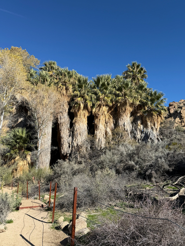 Palmeira Washingtonia Alta
