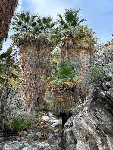 Palmeira Washingtonia Alta