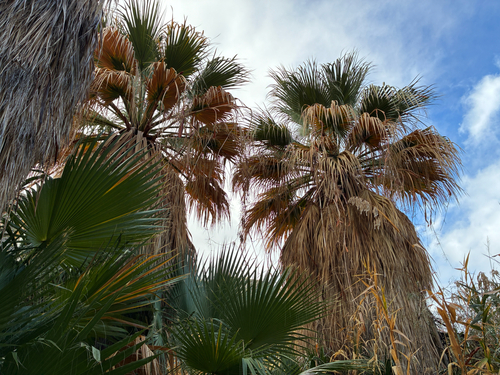 Palmeira Washingtonia Alta
