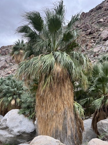 Palmeira Washingtonia Alta