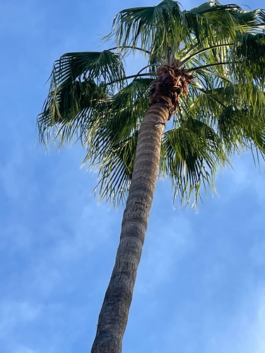 Palmeira Washingtonia Robusta
