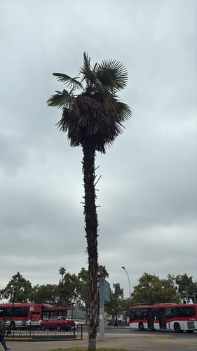 Palmeira Washingtonia Robusta