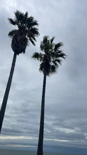 Palmeira Washingtonia Robusta