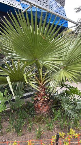 Palmeira Washingtonia Robusta