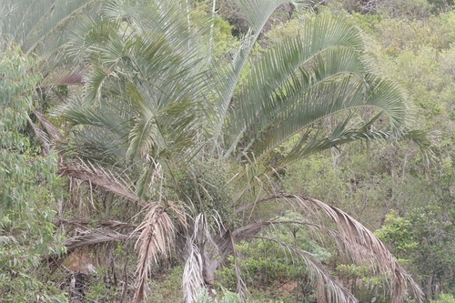 Palmeira Triangular de Jardim