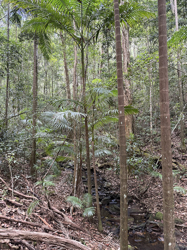 Palmeira Real Australiana