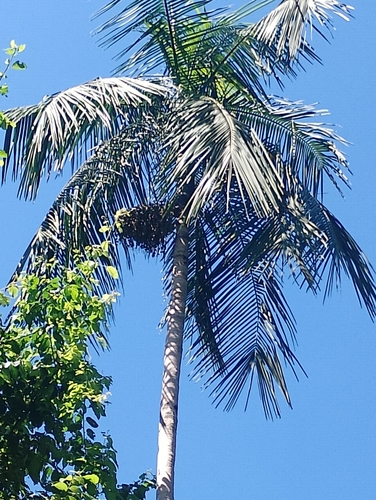 Palmeira Juçara de Mata Atlântica