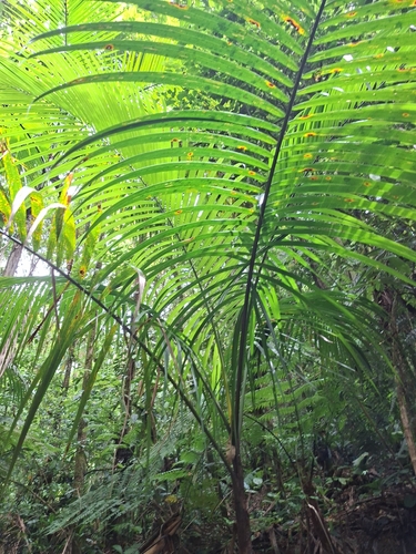 Palmeira Juçara de Mata Atlântica