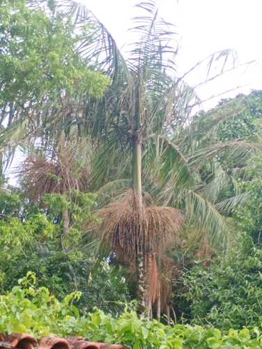 Palmeira Juçara de Mata Atlântica