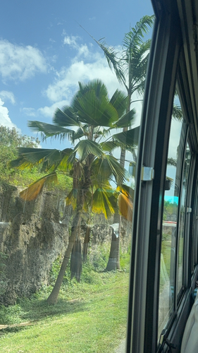 Palmeira de Fiji Leque