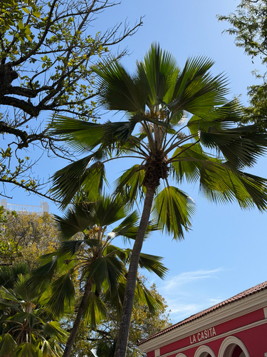 Palmeira de Fiji Leque